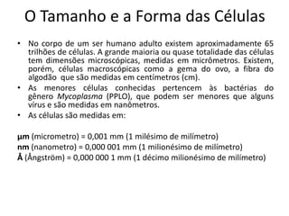 O Tamanho e a Forma das Células
• No corpo de um ser humano adulto existem aproximadamente 65
trilhões de células. A grande maioria ou quase totalidade das células
tem dimensões microscópicas, medidas em micrômetros. Existem,
porém, células macroscópicas como a gema do ovo, a fibra do
algodão que são medidas em centímetros (cm).
• As menores células conhecidas pertencem às bactérias do
gênero Mycoplasma (PPLO), que podem ser menores que alguns
vírus e são medidas em nanômetros.
• As células são medidas em:
µm (micrometro) = 0,001 mm (1 milésimo de milímetro)
nm (nanometro) = 0,000 001 mm (1 milionésimo de milímetro)
Å (Ångström) = 0,000 000 1 mm (1 décimo milionésimo de milímetro)
 