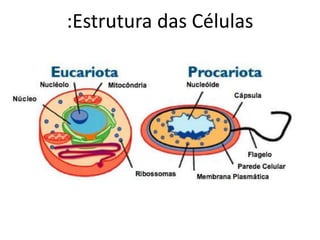:Estrutura das Células
 