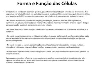 Forma e Função das Células
• Uma célula, de acordo com o controle genético, possui forma relacionada com a função que desempenha. Nos
vegetais, a morfologia é limitada em razão da presença da parede celulósica conferindo angulosidades às células
com aspecto romboédrico, enquanto nos animais a não existência da parede permite variados formatos.
- No epitélio estratificado pavimentoso (da pele, por exemplo), as células possuem formas poliédricas,
conferindo um grau de proximidade que desempenha proteção mecânica, bem como evitando a perda de água
por desidratação, revestindo o organismo com muita eficácia.
- No tecido muscular, a forma alongada e a estrutura das células contribuem com a capacidade de contração e
distensão.
- No tecido conjuntivo sanguíneo, os glóbulos vermelhos do sangue (as hemácias), com forma achatada e região
central abaulada (bicôncava), proporcionam melhor transporte de gás oxigênio e distribuição aos diversos
tecidos do organismo.
- No tecido nervoso, as numerosas ramificações (dendritos e telodendros) das células nervosas realizam a
recepção de estímulos e a transmissão de impulsos nervosos, muitas vezes com grande velocidade.
- O formato do espermatozoide, constituído por uma cabeça, uma peça intermediária e uma cauda, permite sua
maior mobilidade.
Fatores externos podem influenciar no comportamento anatômico de uma célula. A pressão exercida pelo
aglomerado celular em um tecido pode remodelar a estruturação de cada unidade, visto a maleabilidade
conferida pela membrana plasmática.
 