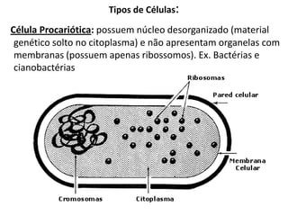 Tipos de Células:
Célula Procariótica: possuem núcleo desorganizado (material
genético solto no citoplasma) e não apresentam organelas com
membranas (possuem apenas ribossomos). Ex. Bactérias e
cianobactérias
 