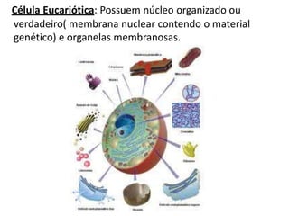 Célula Eucariótica: Possuem núcleo organizado ou
verdadeiro( membrana nuclear contendo o material
genético) e organelas membranosas.
 