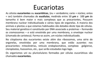 Eucariotas
As células eucariontes ou eucarióticas, (eu = verdadeiro; cario = núcleo; ontos
= ser) também chamadas de eucélulas, medindo entre 10 µm e 100 µm de
tamanho é bem maior e mais complexas que as procariontes, Possuem
membrana nuclear individualizada e vários tipos de organelas. A maioria dos
animais e plantas a que estamos habituados são dotados deste tipo de células.
Seu material genético é constituido por DNA associado a proteínas – formando
os cromossomos – e está envolvido por uma membrana, o envelope nuclear
(chamada de carioteca). Forma-se assim, um núcleo individualizado.
No citoplasma dos eucariontes existe além dos ribossomos, uma série de
organelas, envolvidas por uma membrana, que estão ausentes nos
procariontes: mitocôndrias, retículo endoplasmático, complexo golgiense,
cloroplastos, lisossomos, etc., que serão estudados logo logo.
Os organismos uni ou pluricelulares formados por células eucarióticas são
chamados eucariontes.
 