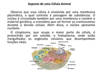 Aspecto de uma Célula Animal
Observe que essa célula é envolvida por uma membrana
plasmática, a qual controla a passagem de substâncias. O
núcleo é circundado também por uma membrana e contém o
material genético, a cromatina que vai formar os cromossomos
durante a divisão celular. Além disso, o núcleo apresenta
nucléolo.
O citoplasma, que ocupa a maior parte da célula, é
preenchido por um coloide, o hialoplasma, onde estão
mergulhados os orgânulos celulares que desempenham
funções vitais.
 