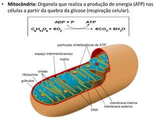 • Mitocôndria: Organela que realiza a produção de energia (ATP) nas
células a partir da quebra da glicose (respiração celular).
 
