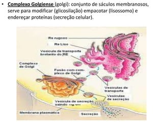 • Complexo Golgiense (golgi): conjunto de sáculos membranosos,
serve para modificar (glicosilação) empacotar (lisossomo) e
endereçar proteínas (secreção celular).
 