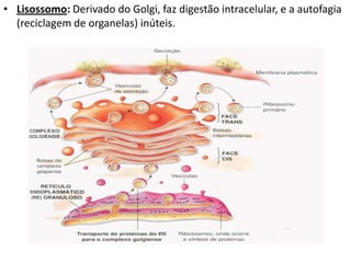 • Lisossomo: Derivado do Golgi, faz digestão intracelular, e a autofagia
(reciclagem de organelas) inúteis.
 