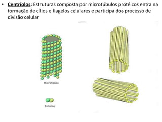 • Centríolos: Estruturas composta por microtúbulos protéicos entra na
formação de cílios e flagelos celulares e participa dos processo de
divisão celular
 