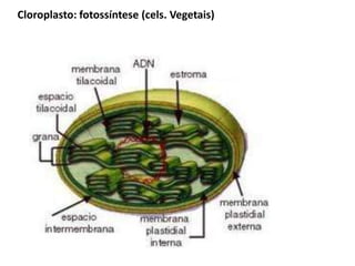 Cloroplasto: fotossíntese (cels. Vegetais)
 