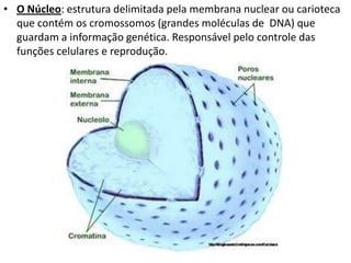 • O Núcleo: estrutura delimitada pela membrana nuclear ou carioteca
que contém os cromossomos (grandes moléculas de DNA) que
guardam a informação genética. Responsável pelo controle das
funções celulares e reprodução.
 