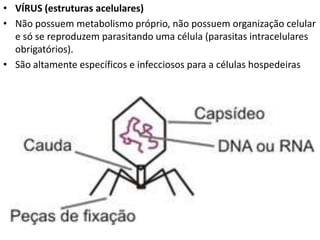 • VÍRUS (estruturas acelulares)
• Não possuem metabolismo próprio, não possuem organização celular
e só se reproduzem parasitando uma célula (parasitas intracelulares
obrigatórios).
• São altamente específicos e infecciosos para a células hospedeiras
 