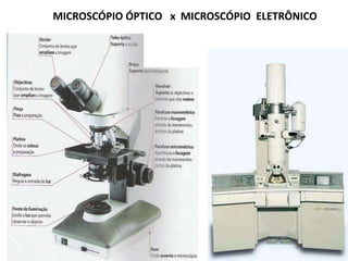 MICROSCÓPIO ÓPTICO x MICROSCÓPIO ELETRÔNICO
 