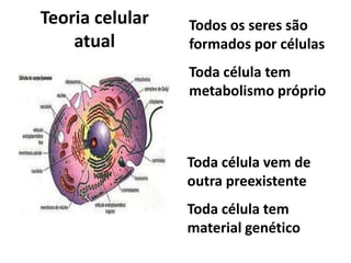 Teoria celular
atual
Todos os seres são
formados por células
Toda célula tem
metabolismo próprio
Toda célula vem de
outra preexistente
Toda célula tem
material genético
 