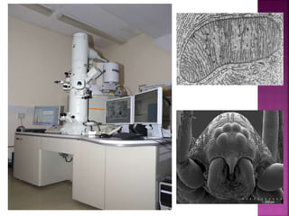 Uma visão geral da célula