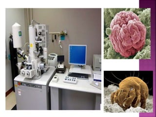 Uma visão geral da célula