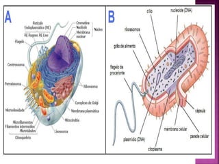 Uma visão geral da célula