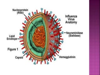 Uma visão geral da célula