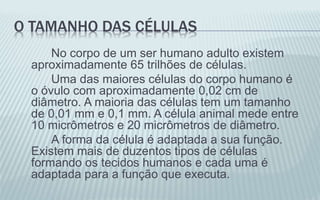O TAMANHO DAS CÉLULAS
No corpo de um ser humano adulto existem
aproximadamente 65 trilhões de células.
Uma das maiores células do corpo humano é
o óvulo com aproximadamente 0,02 cm de
diâmetro. A maioria das células tem um tamanho
de 0,01 mm e 0,1 mm. A célula animal mede entre
10 micrômetros e 20 micrômetros de diâmetro.
A forma da célula é adaptada a sua função.
Existem mais de duzentos tipos de células
formando os tecidos humanos e cada uma é
adaptada para a função que executa.
 