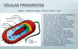 CÉLULAS PROCARIOTAS
(PROTO = PRIMITIVO, CARIO = NÚCLEO, ONTOS = SER)
SÃO CÉLULAS MUITO SIMPLES COMO A
DE BACTÉRIAS. AS CÉLULAS
BACTERIANAS SÃO BEM MAIS
SIMPLES QUE AS CÉLULAS DE OUTROS
SERES VIVOS, NÃO POSSUEM NÚCLEO,
O DNA ESTÁ MERGULHADO EM UMA
ESPÉCIE DE GELATINA FORMADA POR
ÁGUA E MUITAS OUTRAS
SUBSTÂNCIAS DISSOLVIDAS. TUDO
ISSO É ENVOLVIDO PELA MEMBRANA
PLASMÁTICA FORMADA POR LIPÍDIOS
E PROTEÍNAS, E AINDA, ENVOLVENDO
ESTA MEMBRANA, EXISTE UM
REFORÇO EXTERNO, UMA PAREDE
CELULAR COMPOSTA DE CADEIAS DE
GLICÍDIOS E AMINOÁCIDOS.
 