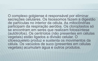 O complexo golgiense é responsável por eliminar
secreções celulares. Os lisossomos fazem a digestão
de partículas no interior da célula. As mitocôndrias
participam da respiração aeróbia. Os cloroplastos só
se encontram em seres que realizam fotossíntese
(autótrofos). Os centríolos (não presentes em células
vegetais) estão ligados a divisão celular. O
citoesqueleto produz e sustenta os movimentos da
célula. Os vacúolos de suco (presentes em células
vegetais) acumulam água e outros produtos.
 