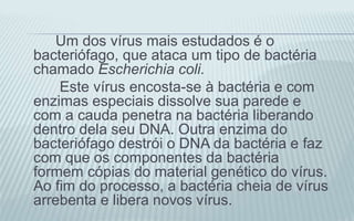 Um dos vírus mais estudados é o
bacteriófago, que ataca um tipo de bactéria
chamado Escherichia coli.
Este vírus encosta-se à bactéria e com
enzimas especiais dissolve sua parede e
com a cauda penetra na bactéria liberando
dentro dela seu DNA. Outra enzima do
bacteriófago destrói o DNA da bactéria e faz
com que os componentes da bactéria
formem cópias do material genético do vírus.
Ao fim do processo, a bactéria cheia de vírus
arrebenta e libera novos vírus.
 