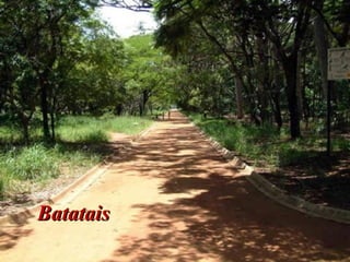 BatataisBatatais
 