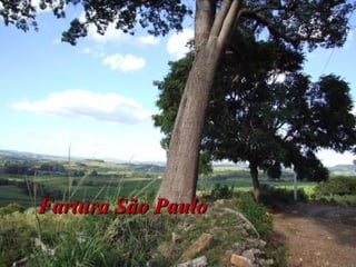 Fartura São PauloFartura São Paulo
 