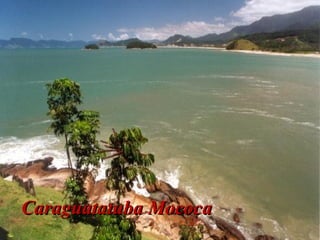 Caraguatatuba MococaCaraguatatuba Mococa
 
