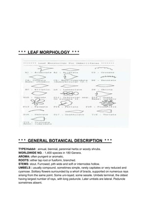 * * * LEAF MORPHOLOGY * * *




* * * GENERAL BOTANICAL DESCRIPTION * * *
TYPE/Habbit : annual, biennial, perennial herbs or woody shrubs.
WORLDWIDE NO. : 1,400 species in 180 Genera.
AROMA: often pungent or aromatic.
ROOTS: either tap root or fusiform, branched.
STEMS: stout. Furrowed, pith wide and soft or internodes hollow.
UMBELS : usually compound, sometimes simple, rarely capitates or very reduced and
cyamose .Solitary flowers surrounded by a whorl of bracts, supported on numerous rays
arising from the same point. Some uni-rayed, some sessile. Umbels terminal, the oldest
having largest number of rays, with long peduncle. Later umbels are lateral. Peduncle
sometimes absent.
 