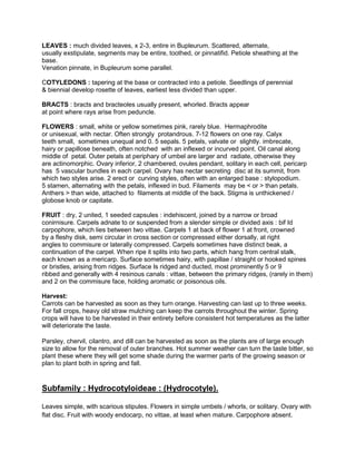LEAVES : much divided leaves, x 2-3, entire in Bupleurum. Scattered, alternate,
usually exstipulate, segments may be entire, toothed, or pinnatifid. Petiole sheathing at the
base.
Venation pinnate, in Bupleurum some parallel.

COTYLEDONS : tapering at the base or contracted into a petiole. Seedlings of perennial
& biennial develop rosette of leaves, earliest less divided than upper.

BRACTS : bracts and bracteoles usually present, whorled. Bracts appear
at point where rays arise from peduncle.

FLOWERS : small, white or yellow sometimes pink, rarely blue. Hermaphrodite
or unisexual, with nectar. Often strongly protandrous. 7-12 flowers on one ray. Calyx
teeth small, sometimes unequal and 0. 5 sepals. 5 petals, valvate or slightly. imbrecate,
hairy or papillose beneath, often notched with an inflexed or incurved point. Oil canal along
middle of petal. Outer petals at periphary of umbel are larger and radiate, otherwise they
are actinomorphic. Ovary inferior, 2 chambered, ovules pendant, solitary in each cell, pericarp
has 5 vascular bundles in each carpel. Ovary has nectar secreting disc at its summit, from
which two styles arise. 2 erect or curving styles, often with an enlarged base : stylopodium.
5 stamen, alternating with the petals, inflexed in bud. Filaments may be < or > than petals.
Anthers > than wide, attached to filaments at middle of the back. Stigma is unthickened /
globose knob or capitate.

FRUIT : dry, 2 united, 1 seeded capsules : indehiscent, joined by a narrow or broad
conirnisure. Carpels adnate to or suspended from a slender simple or divided axis : bif Id
carpophore, which lies between two vittae. Carpels 1 at back of flower 1 at front, crowned
by a fleshy disk, semi circular in cross section or compressed either dorsally, at right
angles to commisure or laterally compressed. Carpels sometimes have distinct beak, a
continuation of the carpel. When ripe it splits into two parts, which hang from central stalk,
each known as a mericarp. Surface sometimes hairy, with papillae / straight or hooked spines
or bristles, arising from ridges. Surface Is ridged and ducted, most prominently 5 or 9
ribbed and generally with 4 resinous canals : vittae, between the primary ridges, (rarely in them)
and 2 on the commisure face, holding aromatic or poisonous oils.

Harvest:
Carrots can be harvested as soon as they turn orange. Harvesting can last up to three weeks.
For fall crops, heavy old straw mulching can keep the carrots throughout the winter. Spring
crops will have to be harvested in their entirety before consistent hot temperatures as the latter
will deteriorate the taste.

Parsley, chervil, cilantro, and dill can be harvested as soon as the plants are of large enough
size to allow for the removal of outer branches. Hot summer weather can turn the taste bitter, so
plant these where they will get some shade during the warmer parts of the growing season or
plan to plant both in spring and fall.


Subfamily : Hydrocotyloideae : (Hydrocotyle).

Leaves simple, with scarious stipules. Flowers in simple umbels / whorls, or solitary. Ovary with
flat disc. Fruit with woody endocarp, no vittae, at least when mature. Carpophore absent.
 