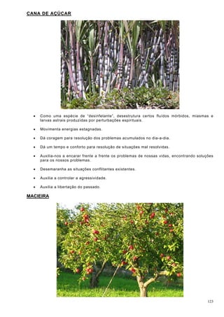 123
CANA DE AÇÚCAR
 Como uma espécie de “desinfetante”, desestrutura certos fluídos mórbidos, miasmas e
larvas astrais produzidas por perturbações espirituais.
 Movimenta energias estagnadas.
 Dá coragem para resolução dos problemas acumulados no dia-a-dia.
 Dá um tempo e conforto para resolução de situações mal resolvidas.
 Auxilia-nos a encarar frente a frente os problemas de nossas vidas, encontrando soluções
para os nossos problemas.
 Desemaranha as situações conflitantes existentes.
 Auxilia a controlar a agressividade.
 Auxilia a libertação do passado.
MACIEIRA
 