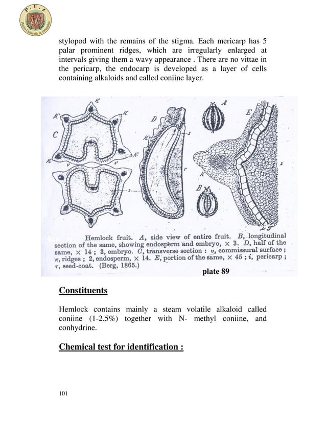 Umbelliferous fruits PDF