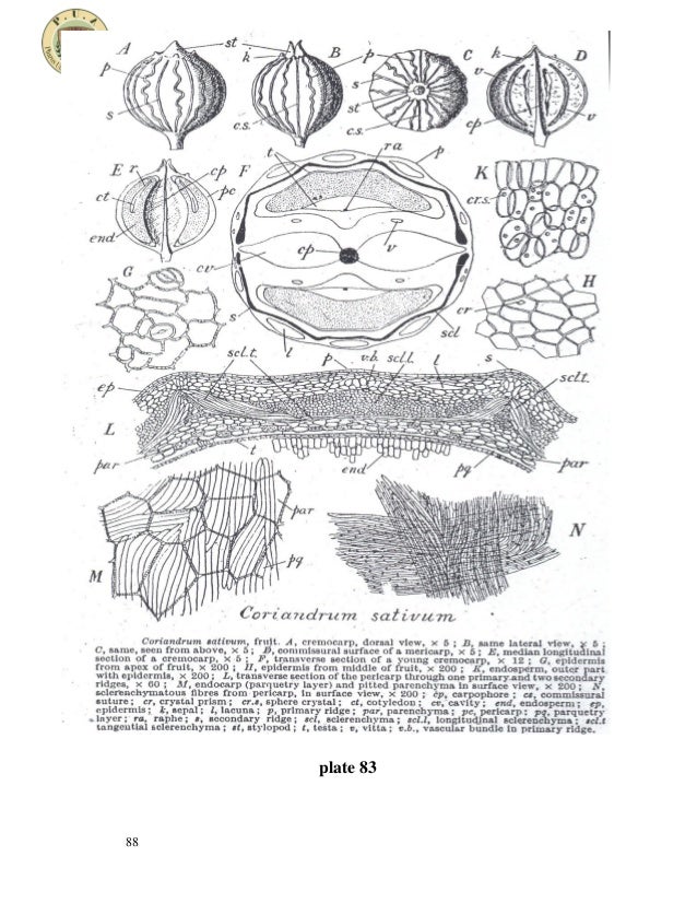 Umbelliferous fruits