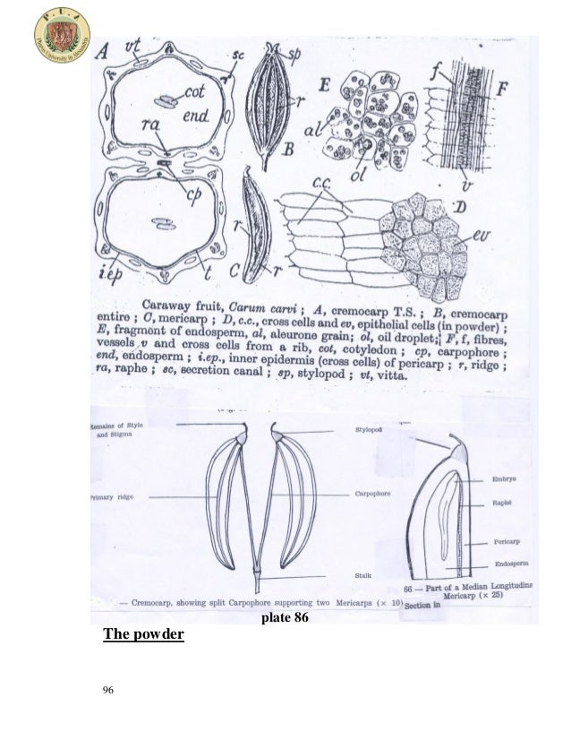 Umbelliferous fruits