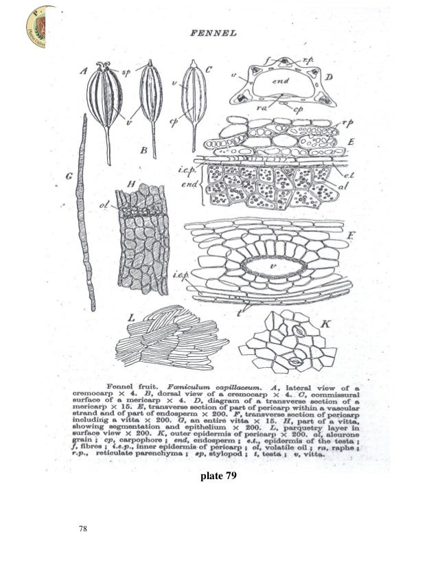 Umbelliferous fruits