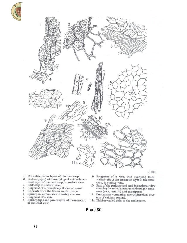 Umbelliferous fruits