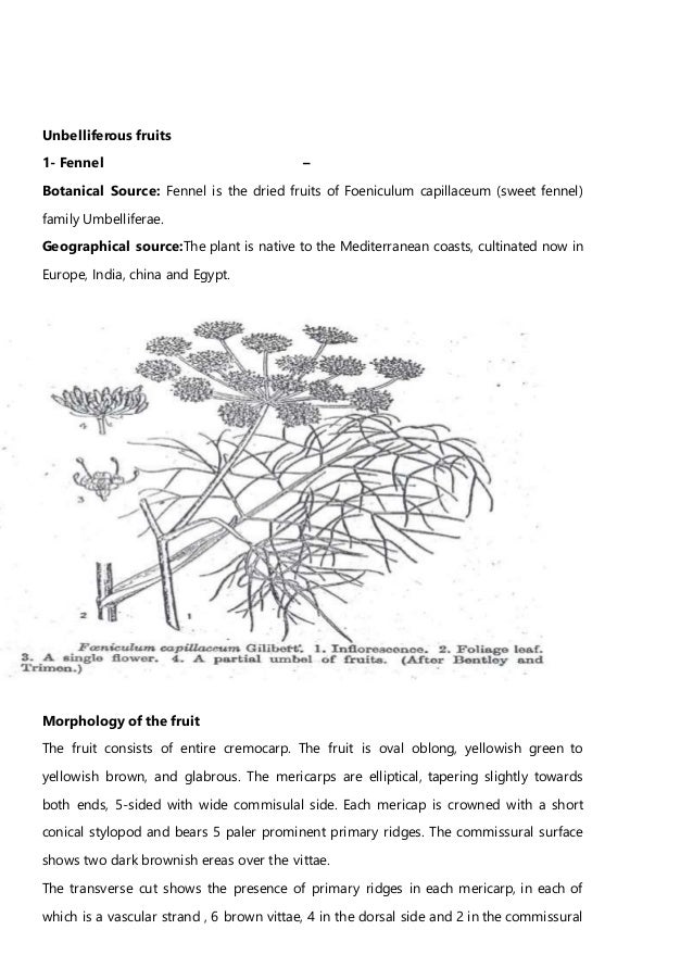Umbelliferous fruits