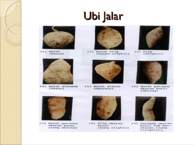 Umbi Umbian