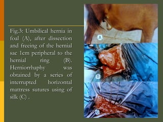 Fig.3: Umbilical hernia in
foal (A), after dissection
and freeing of the hernial
sac 1cm peripheral to the
hernial
ring
(B).
Herniorrhaphy
was
obtained by a series of
interrupted
horizontal
mattress sutures using of
silk (C) .

 