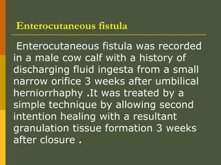 Enterocutaneous fistula
Enterocutaneous fistula was recorded
in a male cow calf with a history of
discharging fluid ingesta from a small
narrow orifice 3 weeks after umbilical
herniorrhaphy .It was treated by a
simple technique by allowing second
intention healing with a resultant
granulation tissue formation 3 weeks
after closure .

 