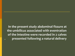 In the present study abdominal fissure at
the umbilicus associated with eventration
of the intestine were recorded in 2 calves
.
presented following a natural delivery

 