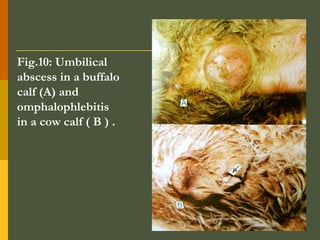 Fig.10: Umbilical
abscess in a buffalo
calf (A) and
omphalophlebitis
in a cow calf ( B ) .

 