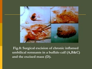 Fig.8: Surgical excision of chronic inflamed
umbilical remnants in a buffalo calf (A,B&C)
and the excised mass (D).

 