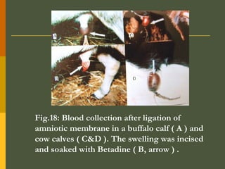 Fig.18: Blood collection after ligation of
amniotic membrane in a buffalo calf ( A ) and
cow calves ( C&D ). The swelling was incised
and soaked with Betadine ( B, arrow ) .

 