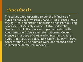 :Anesthesia
The calves were operated under the influence of
xylazine Hcl 2% ( Xylaject , ADWIA) at a dose of 0.05
mg/kg B.W. and circular infiltration anaesthesia using
lidocaine Hcl 2% ( Xylocaine , Astra Sodertalje ,
Sweden ) while the foals were premedicated with
Acepromazine ( Vetranquil 1% , Libourne Cedex ,
France ) in a dose of 0.05 mg/kg B.W. and chloral
hydrate narcosis at a dose of 5 gm/50 kg B.W., 10%
concentration . The animals were approached either
in lateral or dorsal recumbency .

 