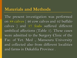 Materials and Methods
The present investigation was performed
on 88 calves ( 46 cow calves and 42 buffalo
calves ) and 17 foals suffered different
umbilical affections (Table 1). These cases
were admitted to the Surgery Clinic of the
Fac. of Vet. Med ., Mansoura University
and collected also from different localities
and farms in Dakahlia Province .

 