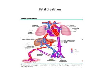 Fetal circulation
 