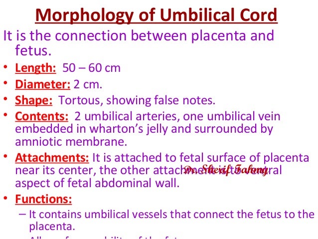 Umbilical Cord (General Embryology)