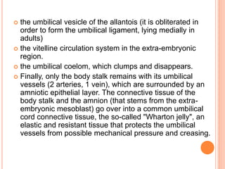  the umbilical vesicle of the allantois (it is obliterated in
order to form the umbilical ligament, lying medially in
adults)
 the vitelline circulation system in the extra-embryonic
region.
 the umbilical coelom, which clumps and disappears.
 Finally, only the body stalk remains with its umbilical
vessels (2 arteries, 1 vein), which are surrounded by an
amniotic epithelial layer. The connective tissue of the
body stalk and the amnion (that stems from the extra-
embryonic mesoblast) go over into a common umbilical
cord connective tissue, the so-called "Wharton jelly", an
elastic and resistant tissue that protects the umbilical
vessels from possible mechanical pressure and creasing.
 