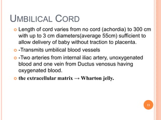 UMBILICAL CORD
 Length of cord varies from no cord (achordia) to 300 cm
with up to 3 cm diameters(average 55cm) sufficient to
allow delivery of baby without traction to placenta.
 -Transmits umbilical blood vessels
 -Two arteries from internal iliac artery, unoxygenated
blood and one vein from Ductus venosus having
oxygenated blood.
 the extracellular matrix → Wharton jelly.
11
 