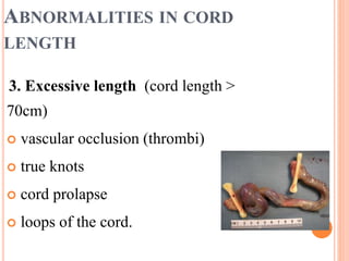 ABNORMALITIES IN CORD
LENGTH
3. Excessive length (cord length >
70cm)
 vascular occlusion (thrombi)
 true knots
 cord prolapse
 loops of the cord.
 
